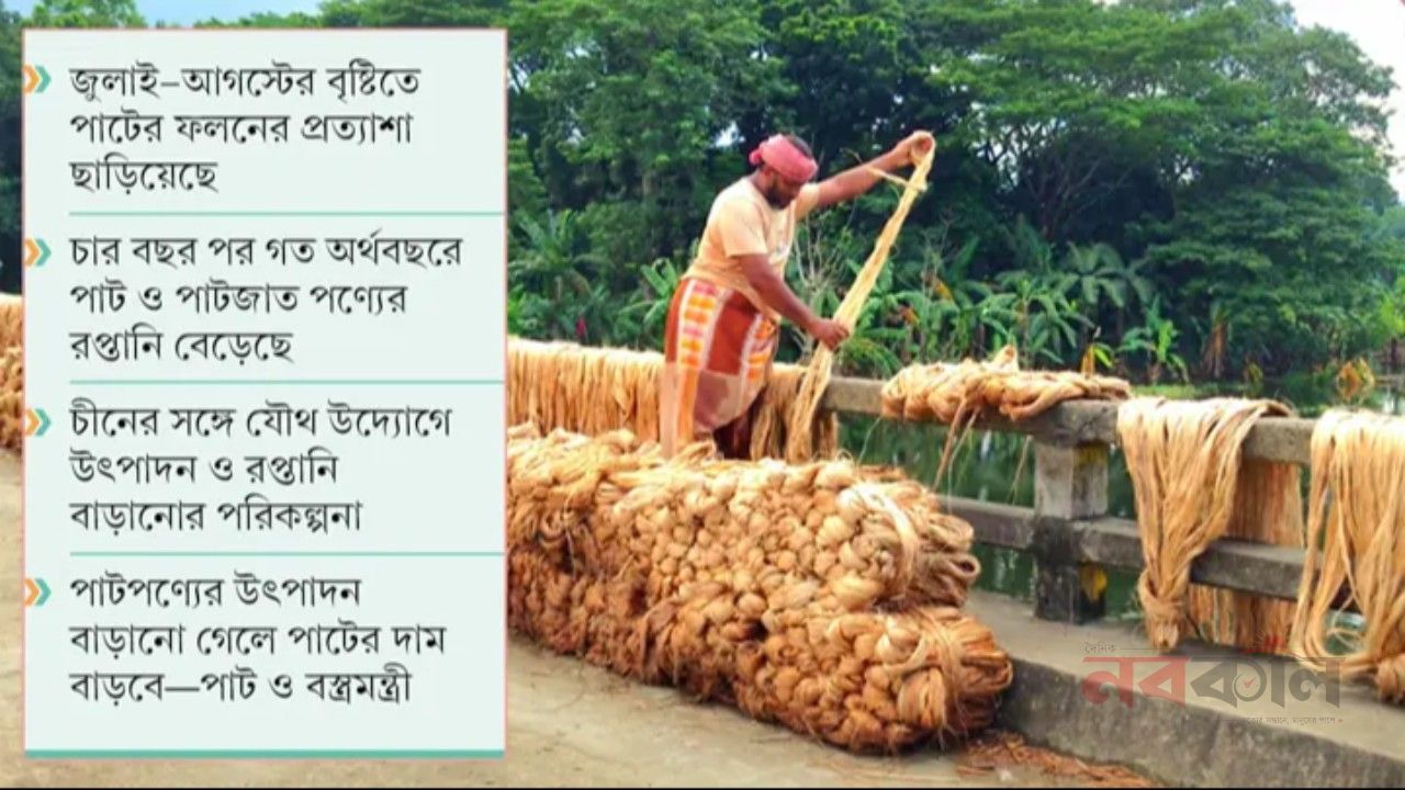 সোনালি আঁশের ভালো ফলনে স্বস্তি পাটচাষিদের